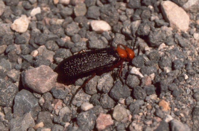 ../Images/059.Death Valley.jpg